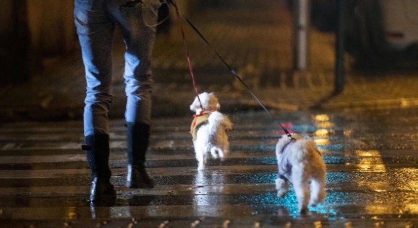 Öblítsék le vízzel a kutyájuk vizeletét! - kérik a gazdákat egy bécsi kerületben