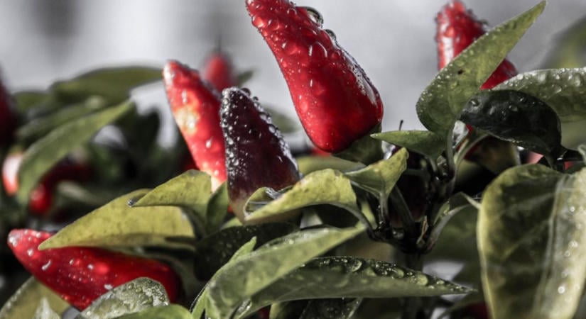 Díszpaprika a lakásban: meddig tartható meg, miután letermett?