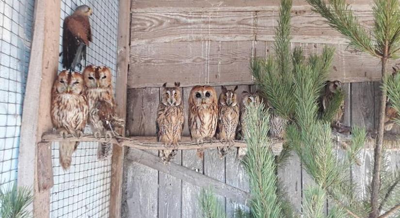 Ukrajnai sérült madarakat ápolnak a hortobágyi madárkórházban
