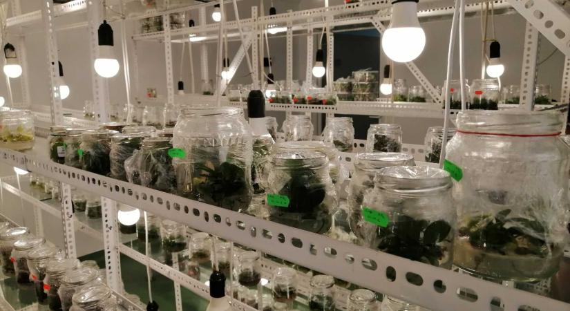 In vitro növényszaporítás – Üvegben, steril körülmények között
