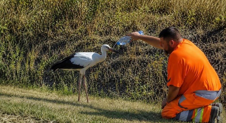 Szomjazó gólyát mentett meg egy férfi Tiszakécskén - videó