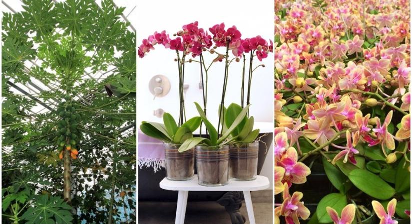 Pár percre a magyar határtól lenyűgöző orchideakertészet vár