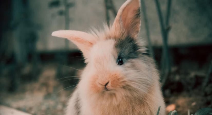 Szereted ölbe venni a nyulat? Lehet, hogy ő egészen mást gondol a programról
