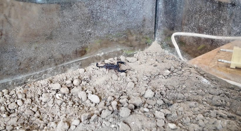 Skorpiót találtak Nagykanizsán. De hogy került oda?