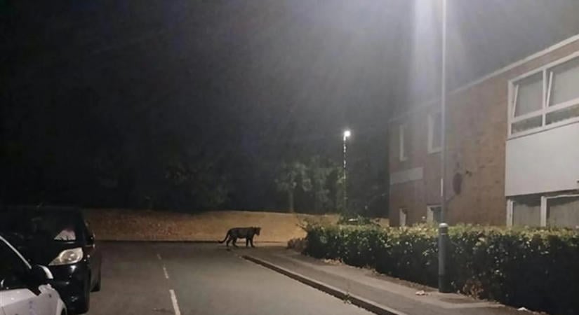 Rejtélyes fekete nagymacska tartja izgalomban egy brit falu lakóit