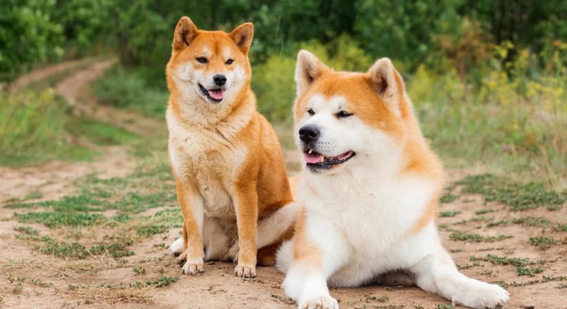 13 év után valódi alkalmazásokat épít a Dogecoin