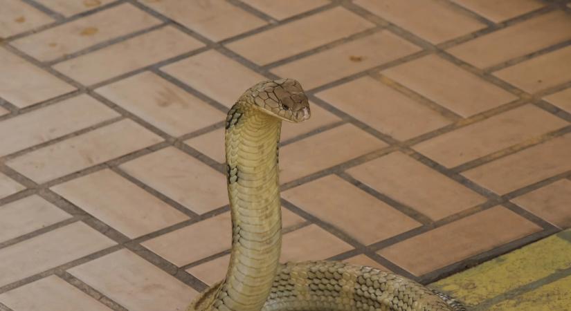 Kobrák és vízikígyók lepték el város utcáit