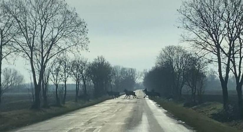 Félelmetes és gyönyörű is egyben az úton átkelő szarvasrudli Diósviszlónál (VIDEÓ)