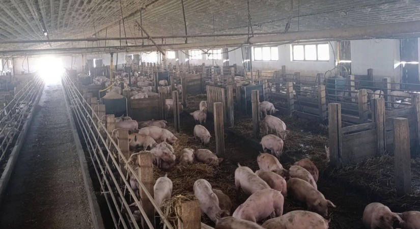 Azonnal elkezdték a disznók levágását a sertéspestis miatt, egy sem maradhat életben – több száz milliós a kár Lakócsán