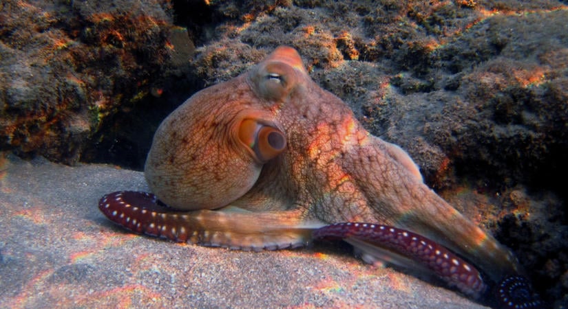A polipok intelligenciájának ősi titka