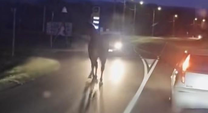 Békésen lófráló, 1 lóerős musztángba csapódott egy furgon Keszthelyen