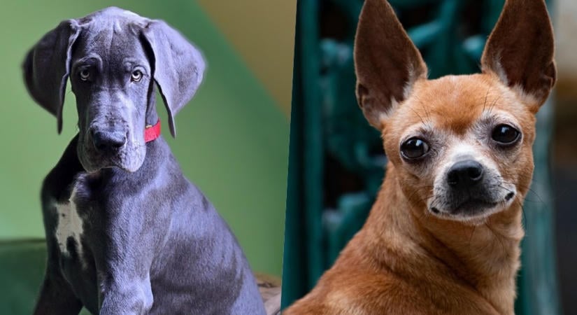 Miért öregszik gyorsabban egy dán dog, mint egy csivava? A kutatók a DNS-ben találtak nyomot