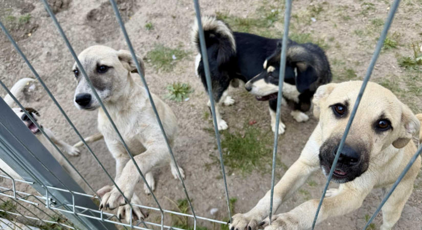Kutya-örökbefogadási rekord Sepsiszentgyörgyön – Az Őrkőről érkezik az utánpótlás