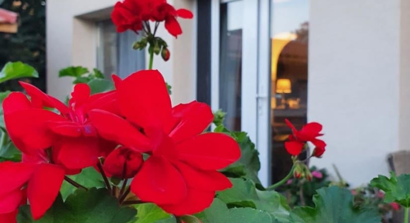 Muskátli teleltetése: ha ezekre figyelsz, biztosan sikerül
