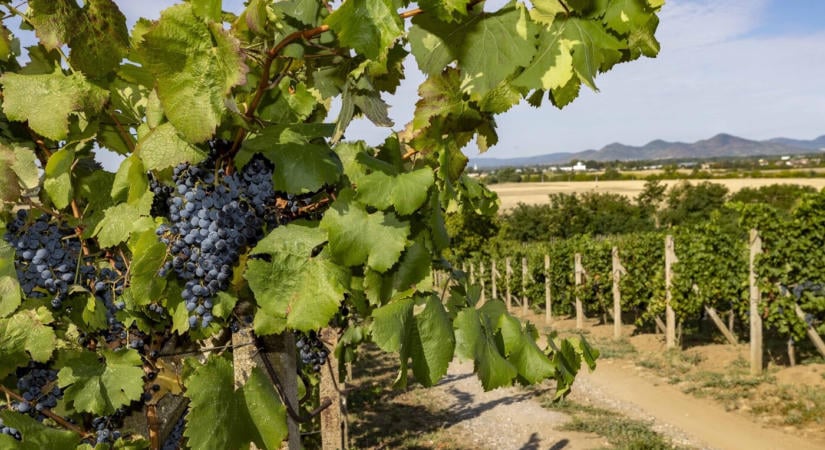 Négy árból négy hektár - A borász, aki a Bodrogközben vörösbort készít
