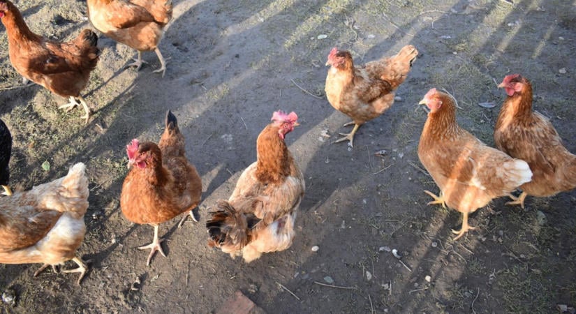 Ezt még a fagyok előtt végezzük el a kertben, ha jót akarunk – a zalaegerszegi gazdabolt tanácsai