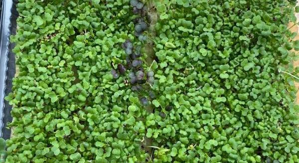 HydroCobotics: környezetbarát növénytermesztés