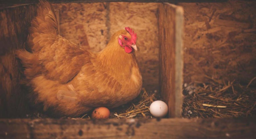 Mit jelent valójában, hogy egy tojás mélyalmos? Sokan félreértik a feliratot