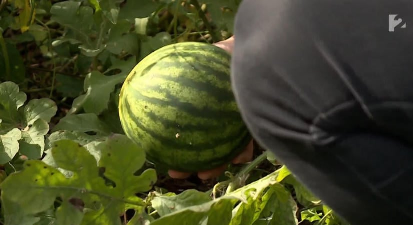 Eddig rejtegették, de most már biztos: dinnyék nőttek a Balaton kiszáradó medrében – videó