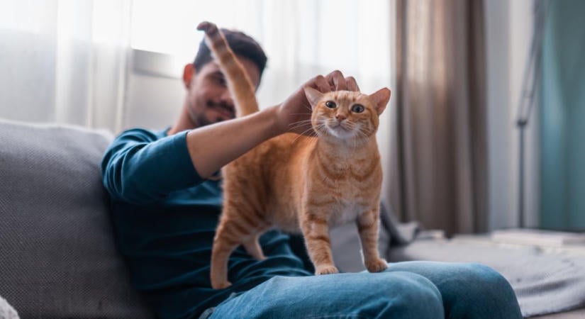 Így előzheted meg a vesebetegséget a macskádnál: 5 tipp