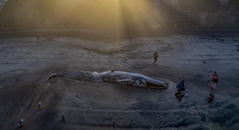 Gigantikus tengeri szörnyeteget sodort partra a víz Mexikónál – képek és videó
