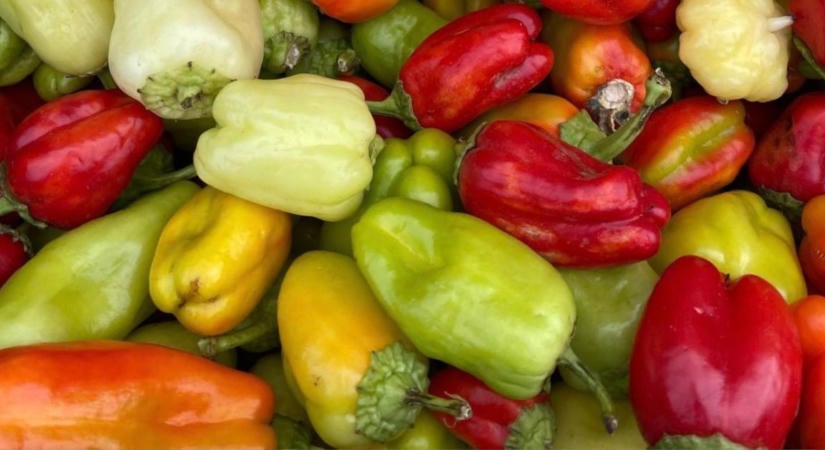 Paprika utóérlelése: bepirosodik-e leszedés után?