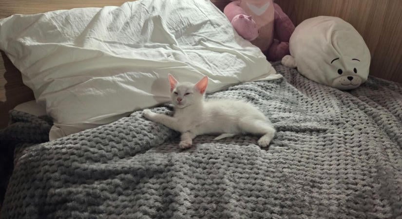Ülve aludt el a mórahalmi forgatás apró főszereplője