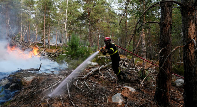 Égett a fenyveserdő Gyulafirátótnál