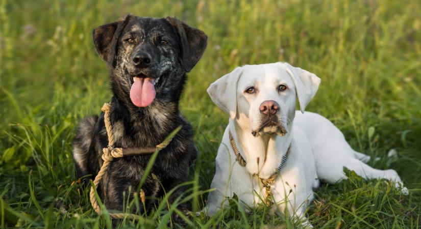 Szaglás, látás, hallás: Cesar Millan kutyakiképző 3 lépéses trükkje, amitől szárnyra kap a kutyád
