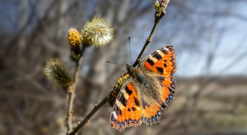 A jövő héten is folytatódik a vénasszonyok nyara
