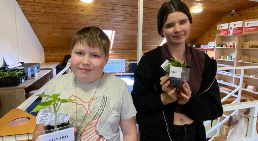 Mini üvegházat terveztek és készítettek az ifjú zöldmérnökök a szolnoki táborban – galériával, videóval
