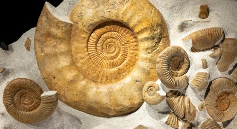 66 millió éve kihalt állatok fosszíliáit próbálták átcsempészni a határon