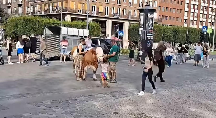 Tehén állította le a forgalmat a Deák téren