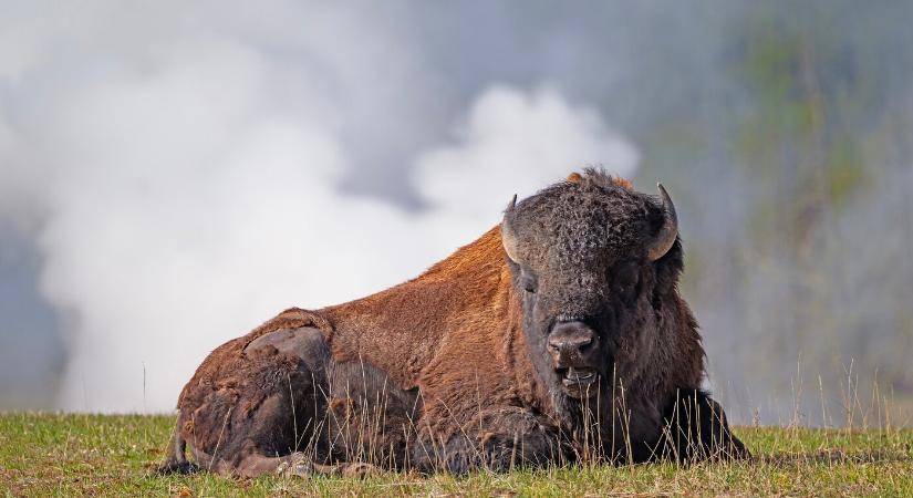 Megvadult bölény repített a levegőbe egy turistát a Yellowstone-ban – drámai felvételen a támadás