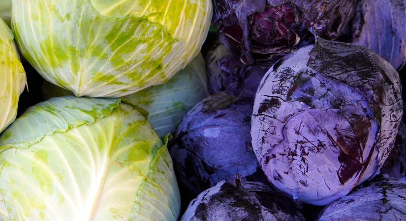 Alacsonyabb kínálat miatt kiegyensúlyozottabb a lengyel káposztapiac