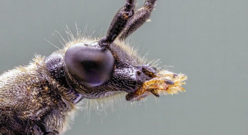 Küzdelem a karanténkárosítók ellen
