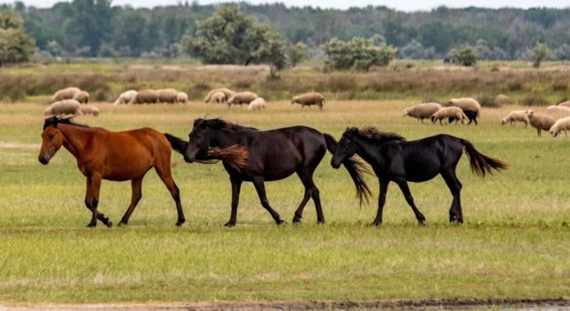 Bénulást is okozhat ez a parazita: fontos figyelmeztetés az állattartóknak