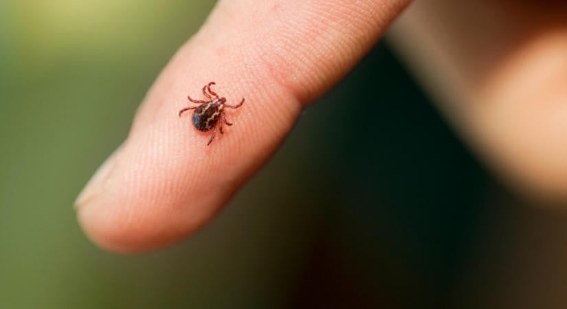 Nagyon vigyázz, ha most mész a szabadba: halálos betegséget terjesztő kullancsok bukkantak fel hazánkban