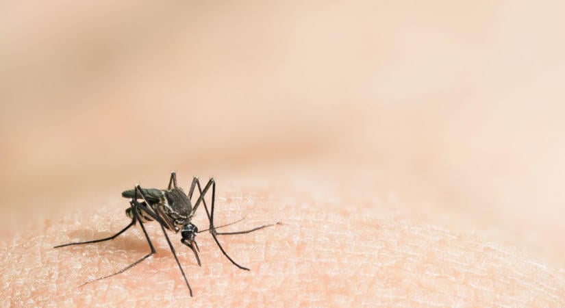 Dengue-vírust azonosítottak egy Veszprém megyei férfinél
