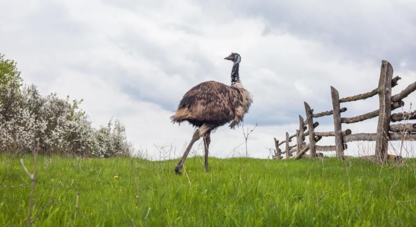 Ahol télen jön el a tojásszezon, és a kakasok végzik a munka javát – Így zajlik az élet a magyar emufarmon