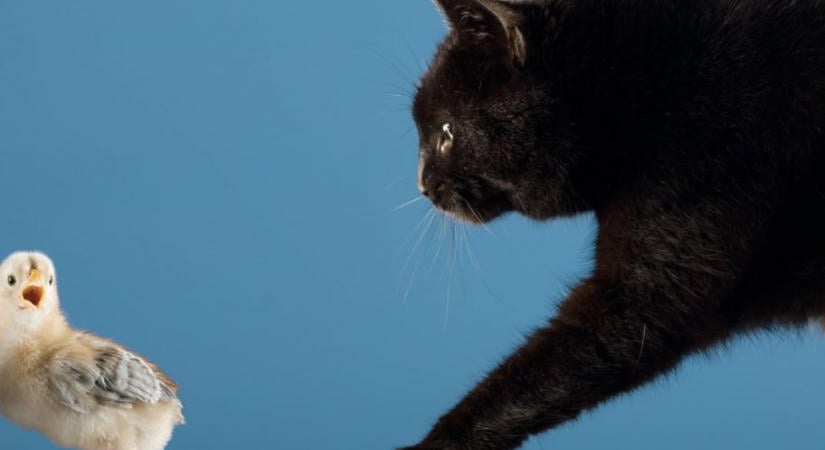 Tibbles: a macska, aki miatt kihalt egy addig ismeretlen madárfaj