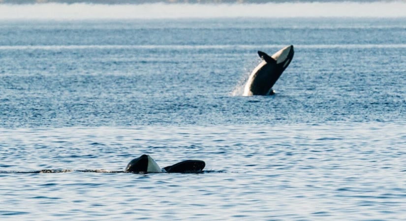 Ritka kardszárnyú delfinek tűntek fel az El Niño miatt