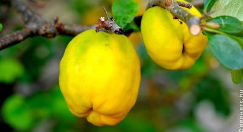 Nincsen ennél egyszerűbb és finomabb birslekvár recept