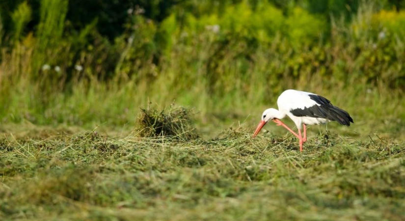 Megszólalt a gólyát megitató közutas - Nagy Árpád kulisszatitokat is mesélt