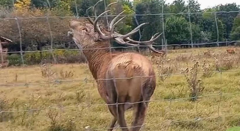 Elérkezett az az időszak a Pákozdi Pagonyban, amikor Bandi még a kerítésnek is nekimehet