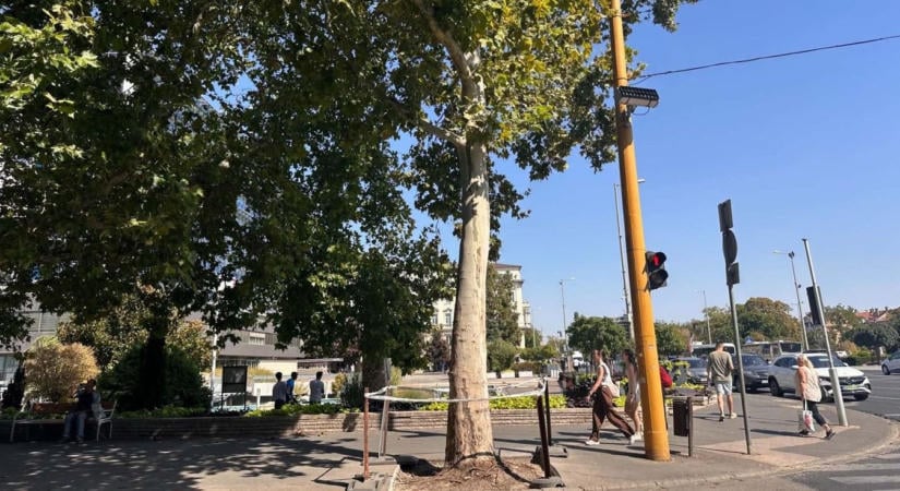Kivágják az ikonikus belvárosi platánt Győrben, romlott az állapota, balesetveszélyt jelent