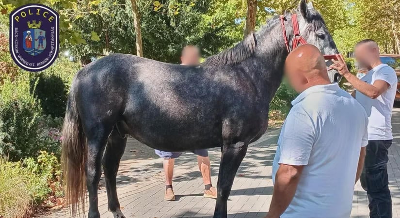 Elszabadult lovak okoztak káoszt Kiskunfélegyházán – többen megsérültek