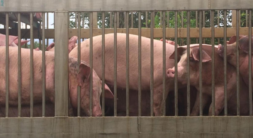 Milliós kár és beszorult állatok: elszabadult a pokol Cecénél az élőállat-szállítóval