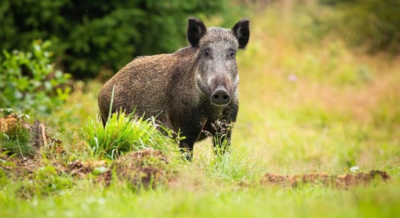 Rendőrt kellett hívni, olyan furcsán viselkedett egy vaddisznó Kőszegnél