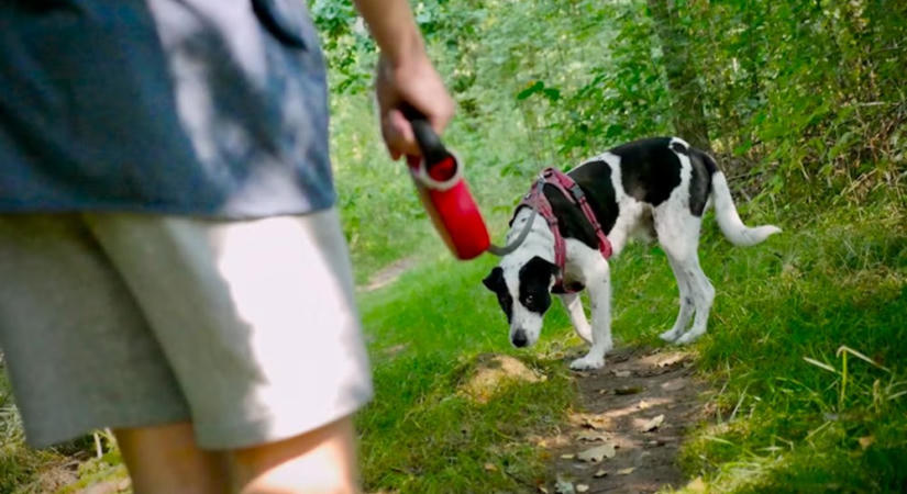 A kutya orra többet tud a parkról, mint te: ezért nem „időhúzás” a szimatolás
